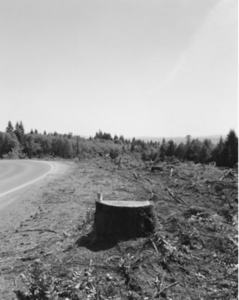 A tree stump alongside a road