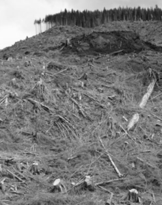 Cleared landscape