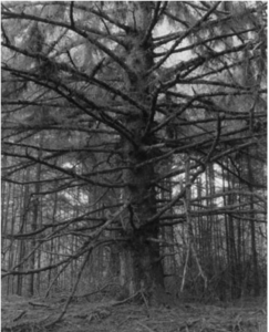 Old tree with very long branches