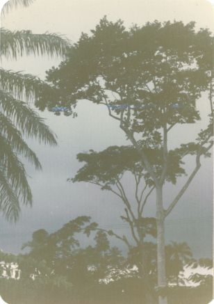 Trees