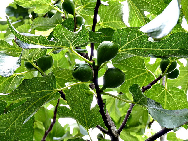 Close-up of Leaves