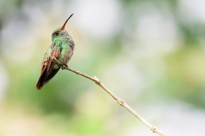 How to Detangle a Bird Caught in Your Hair