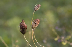 Paired Leaves