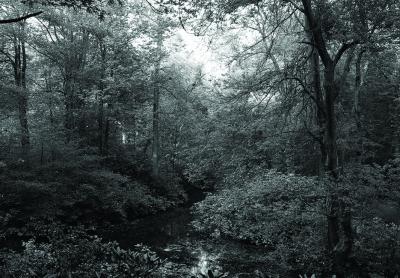 Trees by a stream