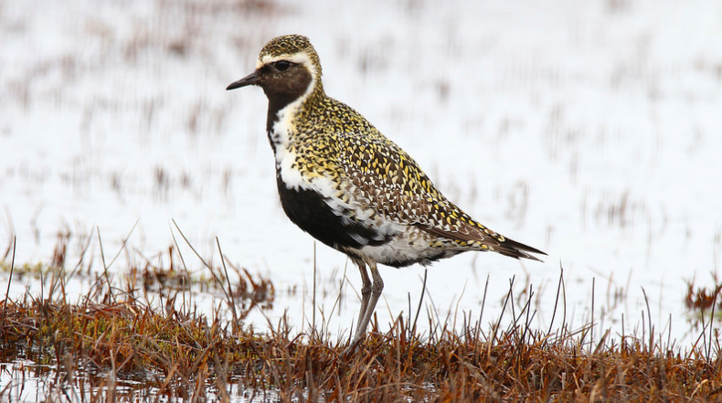 Poem with Snowy Plovers