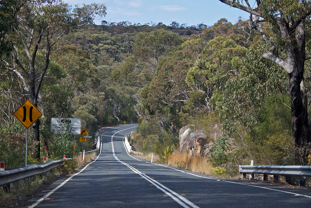 Road with Trees