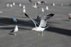 The Way Birds Stand