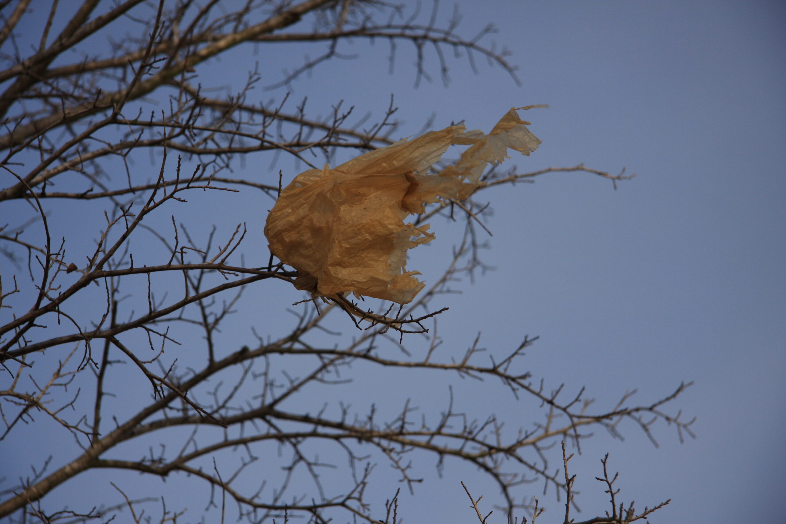 image of a plastic bag caught in a tree.