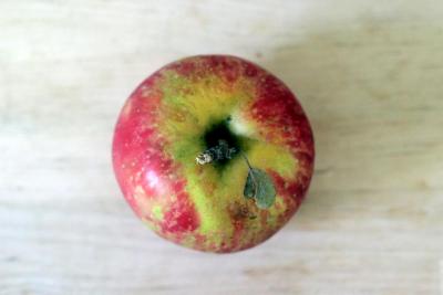 Honeycrisp