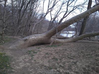 Fallen Tree