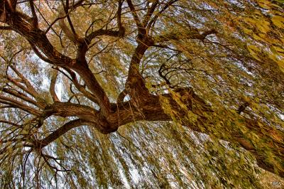 How We Stilled the Leaves of Every Alder