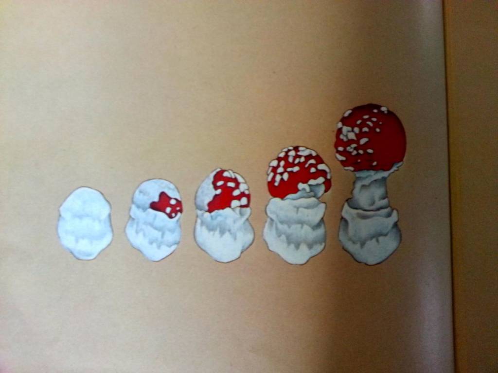 Mushroom drawings