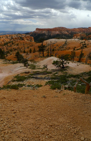 Sand Dunes with trees