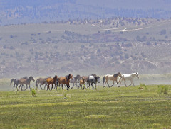 Starving the Mustangs