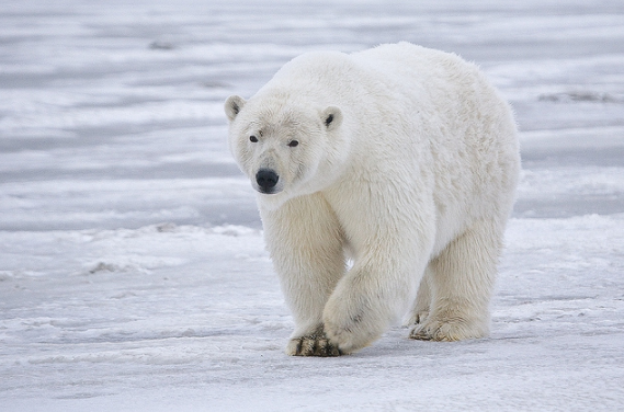 Polar Bear, Pass By