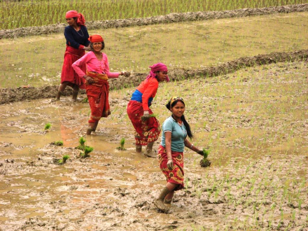 people planting rice