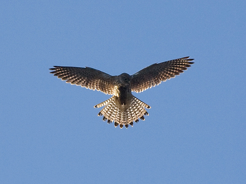Bird of prey flying
