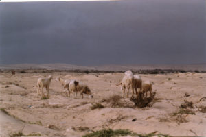 Animals in Cape Verde