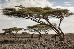 Kenya landscape