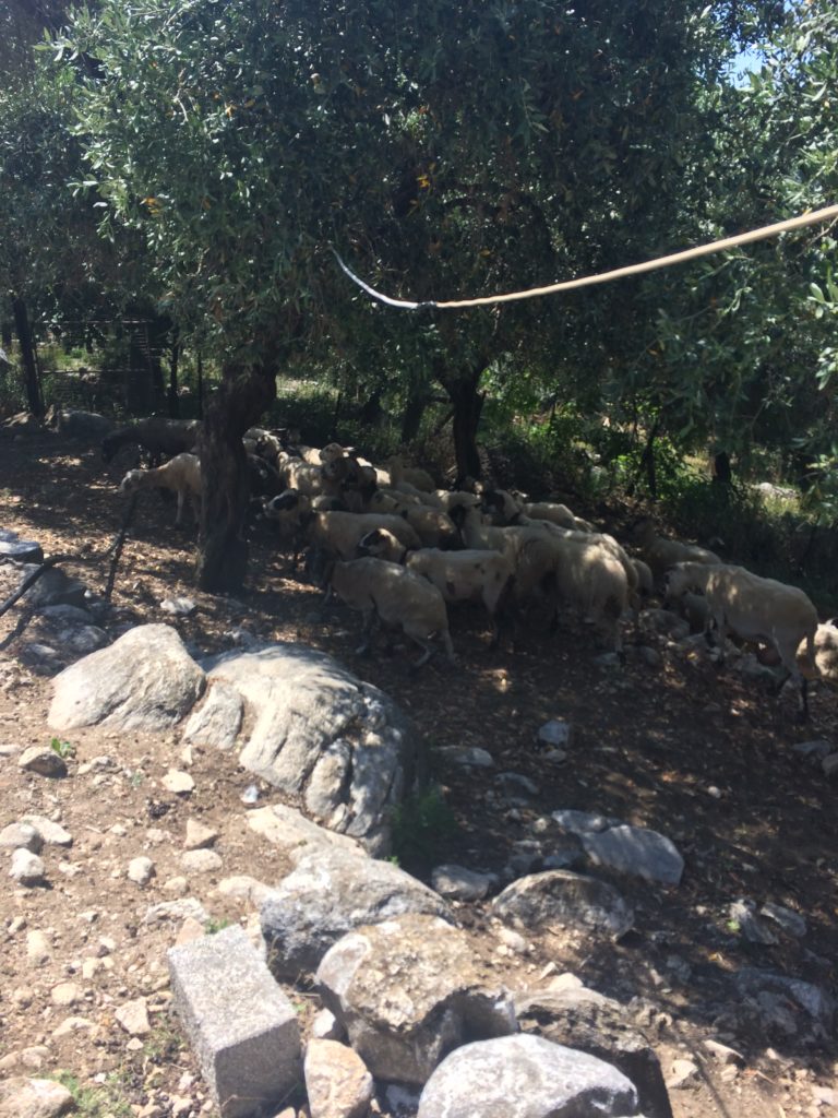 Herd of goats under a tree