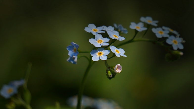 Dead-of-Night Blossoms