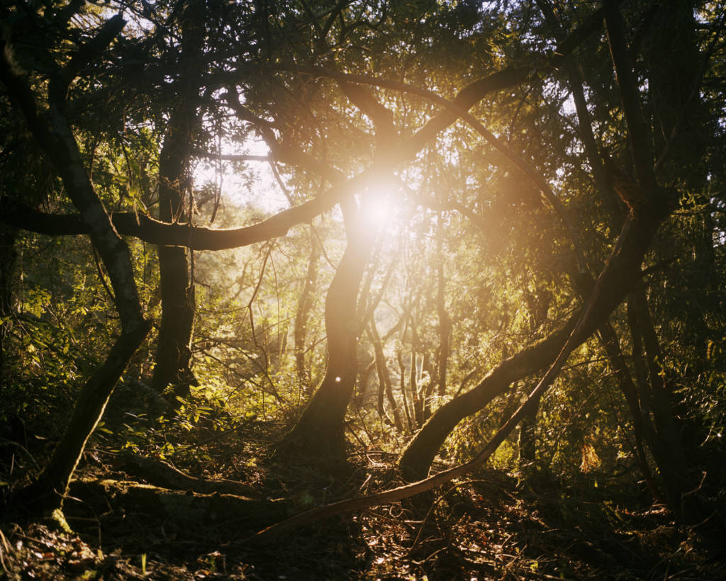 forest in sunlight