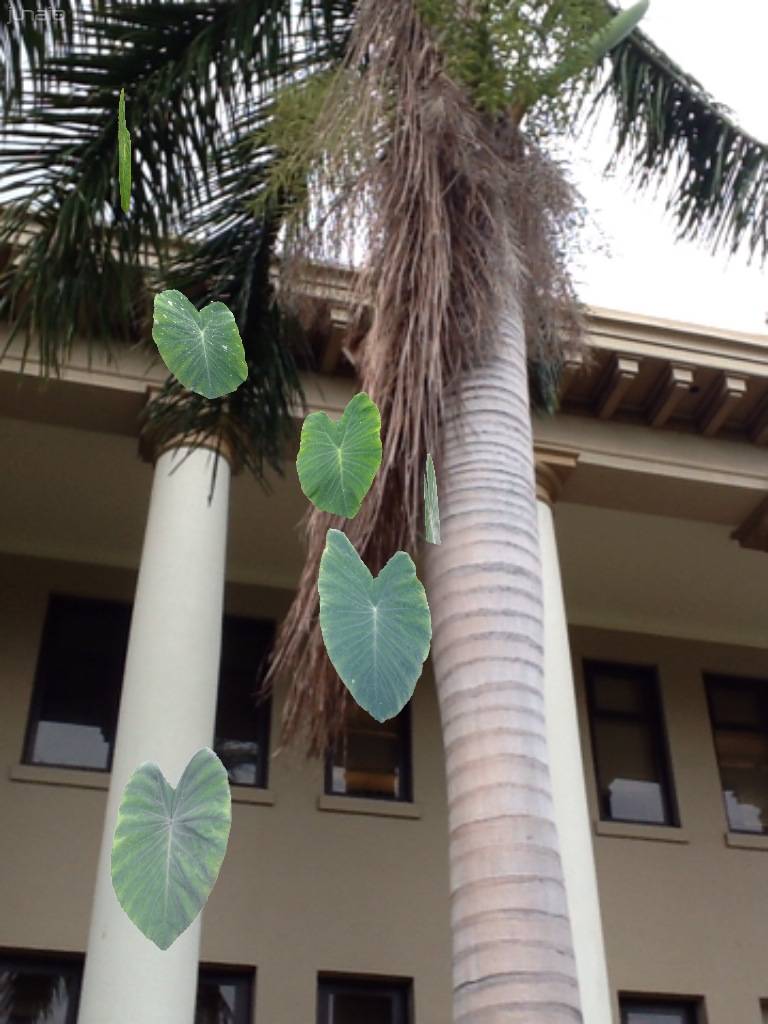 Trees by coconut palms.