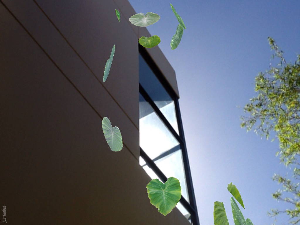 Leaves by studio walls.