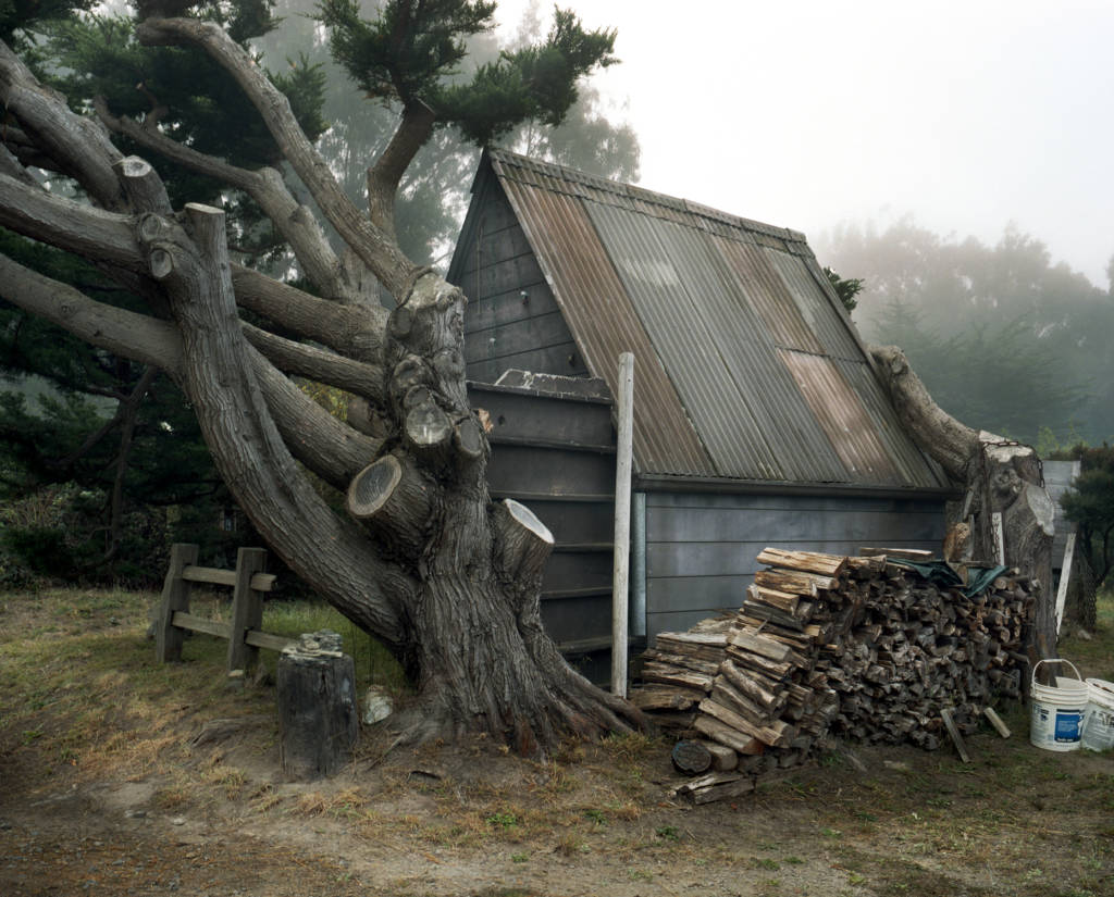 house by felled tree