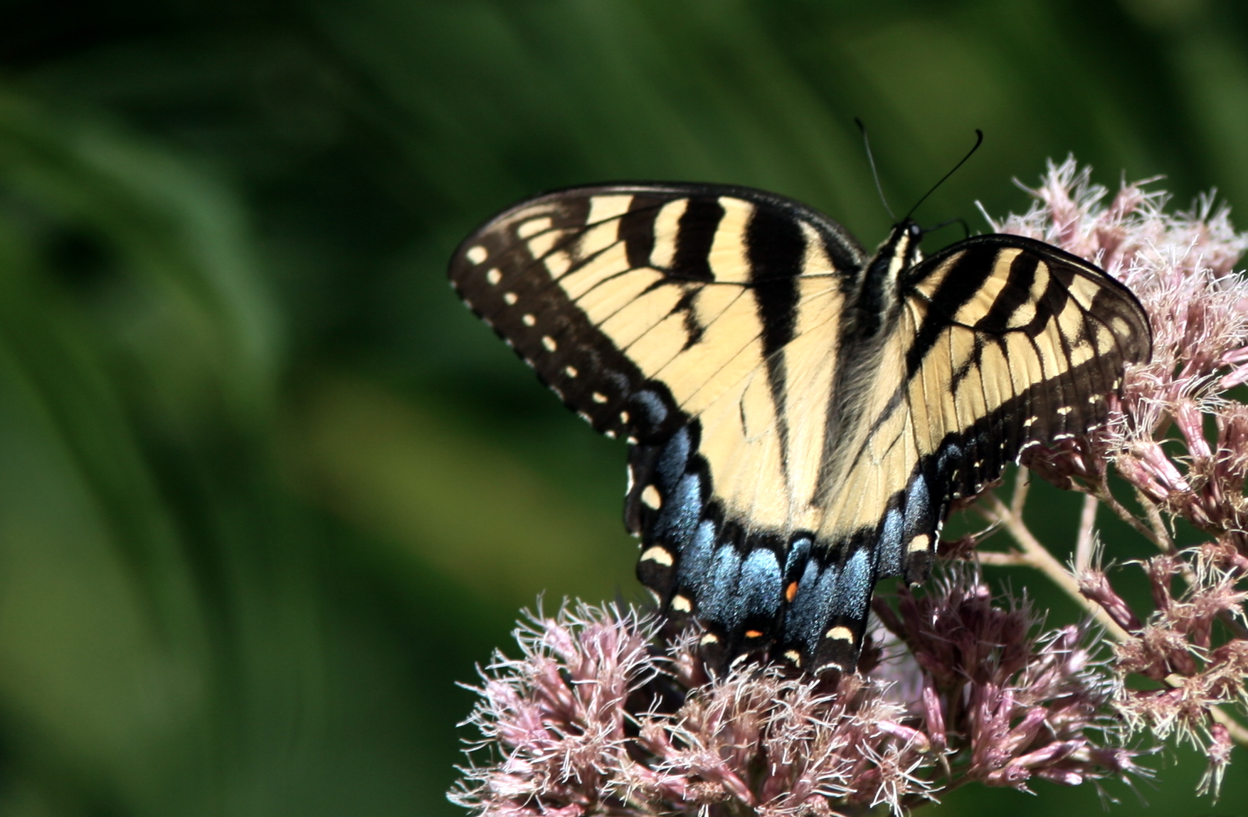 Swallowtail