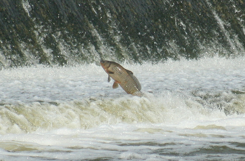 An Excerpt from “Carp Ascending a Waterfall”