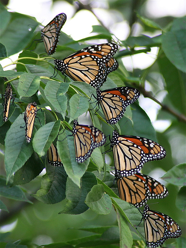 Winter Migration