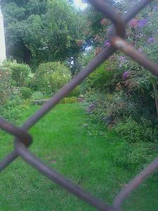 A green garden viewed through a fence