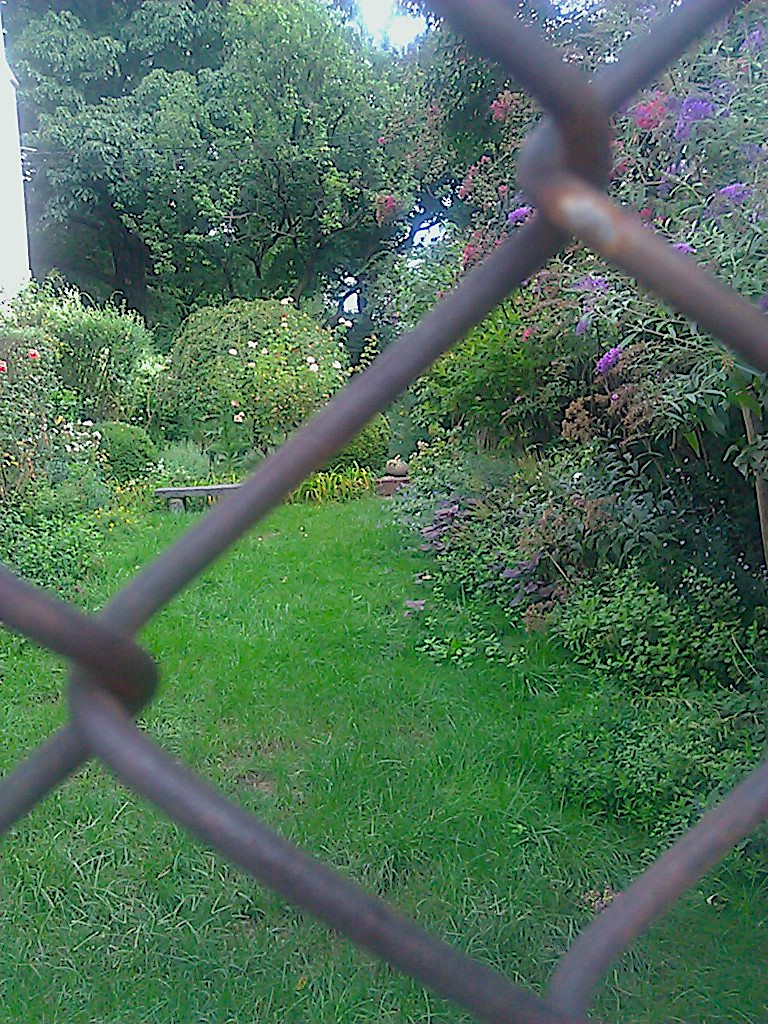 A green garden viewed through a fence