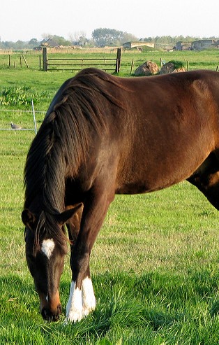 Brown Horse Grazing Vertical Flickr Creative Commons