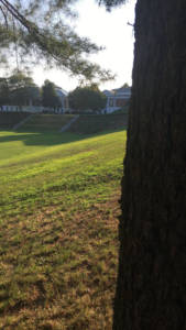 Image of trees and buildings