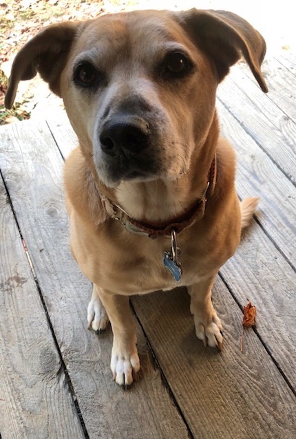 A Cabin and a Dog