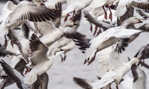 Image of snow geese