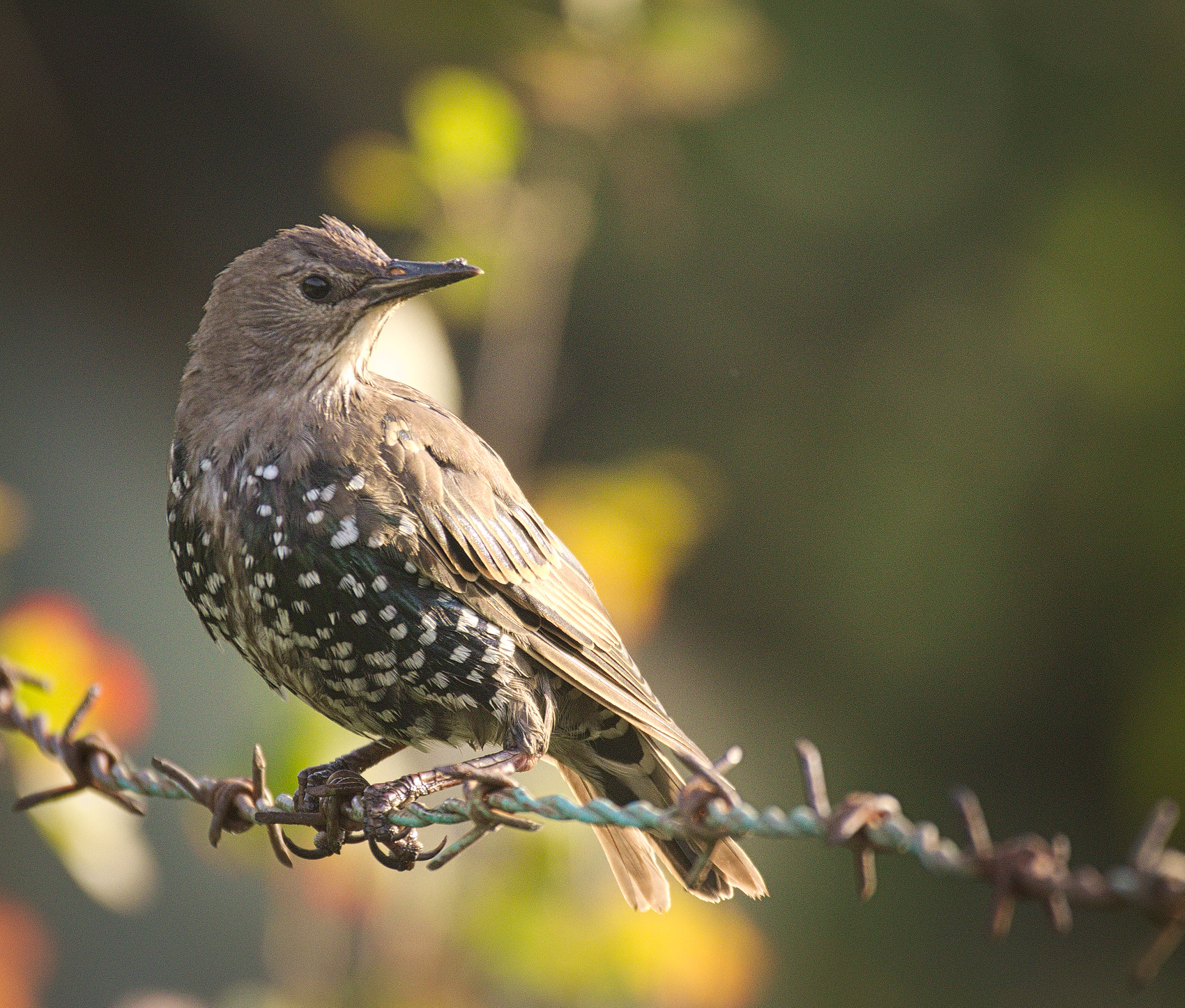 Silence of The Lambs: A Starling Is Born