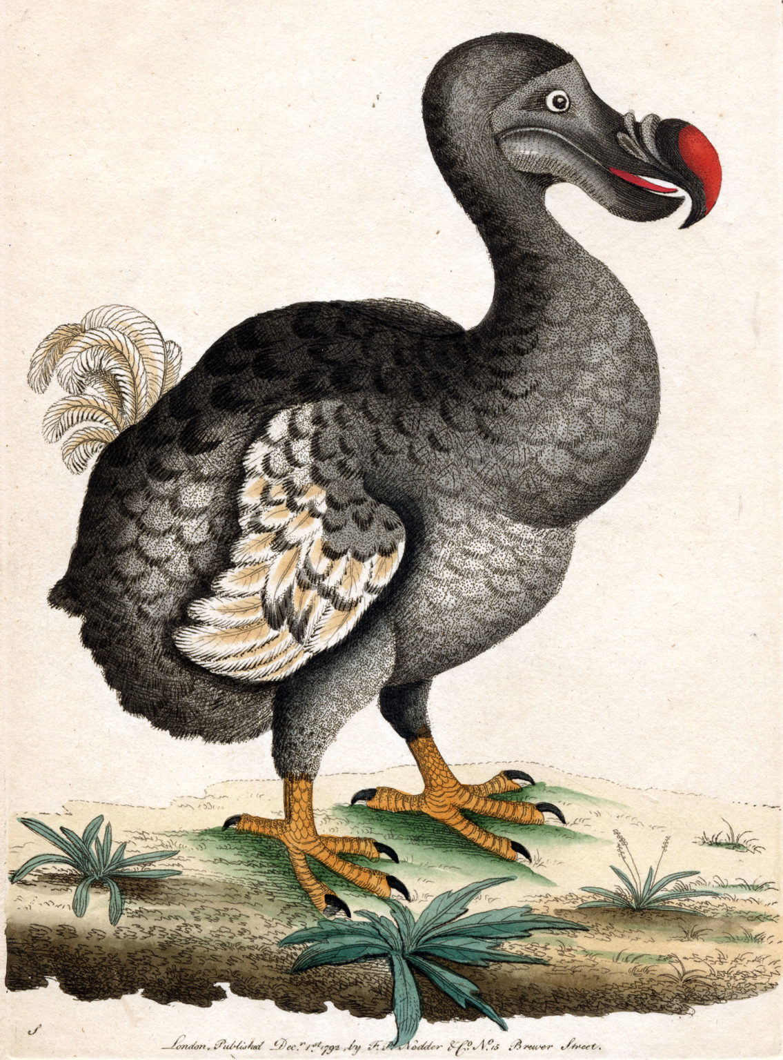 The Dodo | The Common
