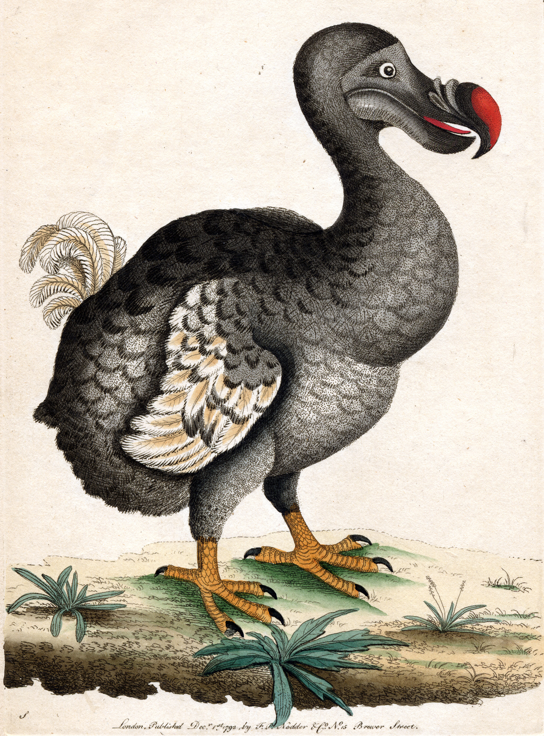 The Dodo