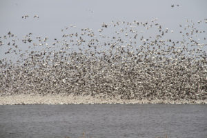 Image of snow geese from a distance