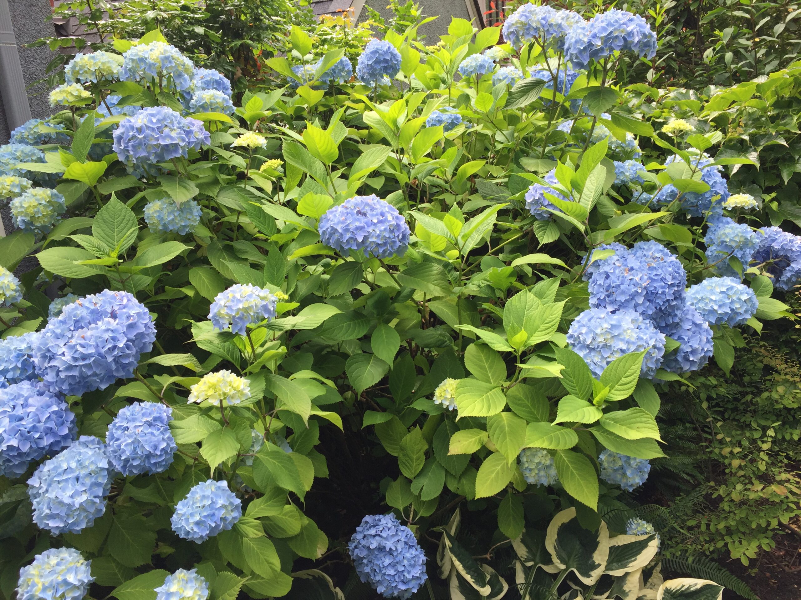 Blue Hydrangeas