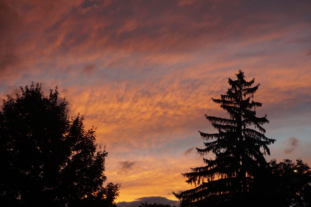 Two trees during sunset