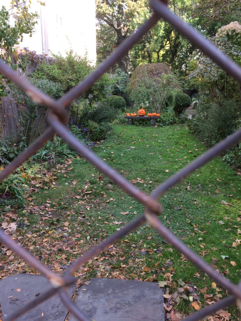 Garden viewed through a fence