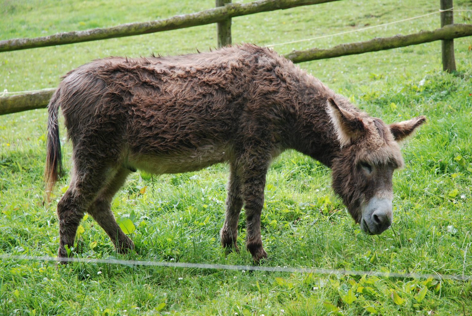 The Good Donkey | The Common