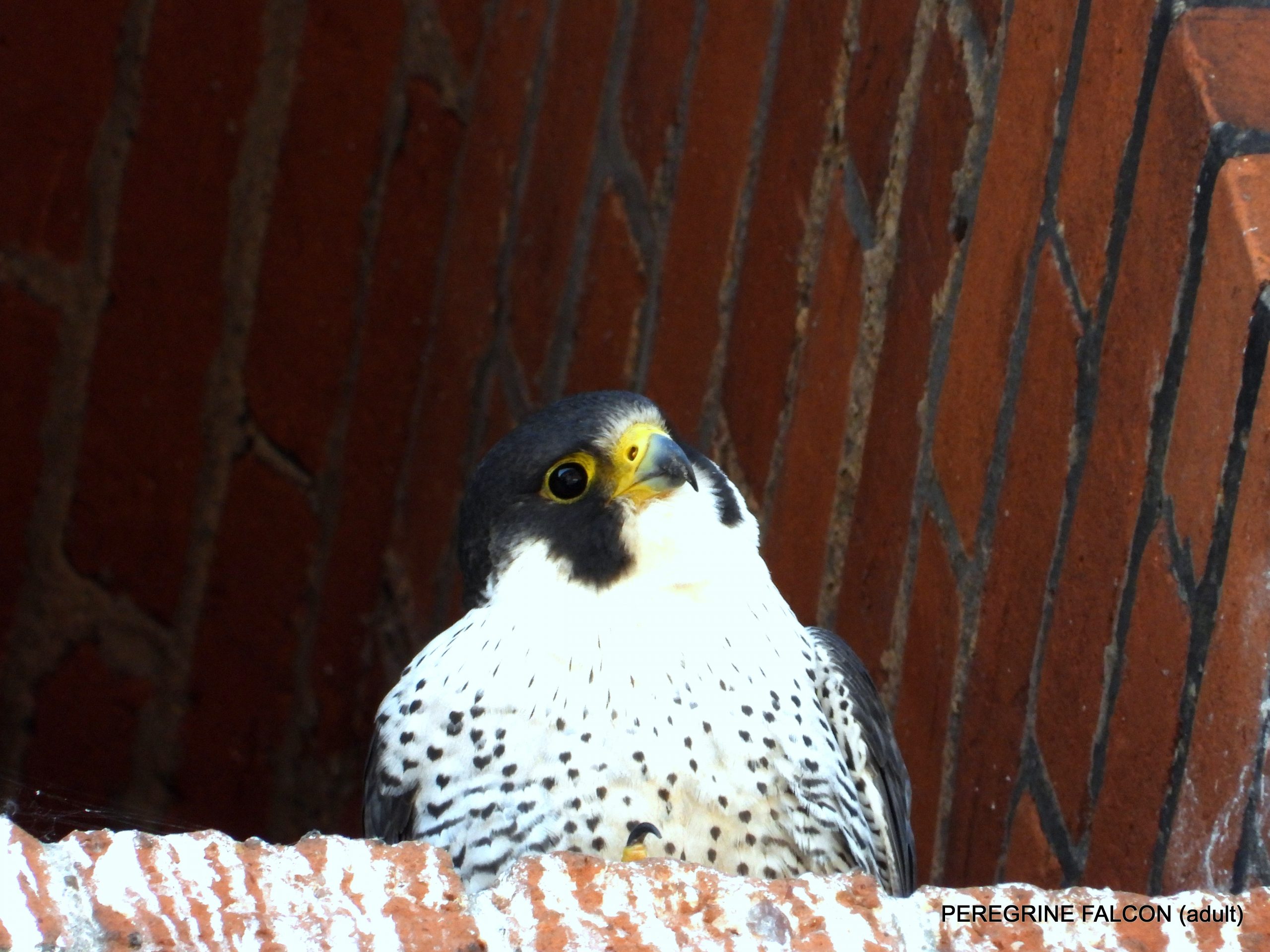 Image of a peregrine falcon.
