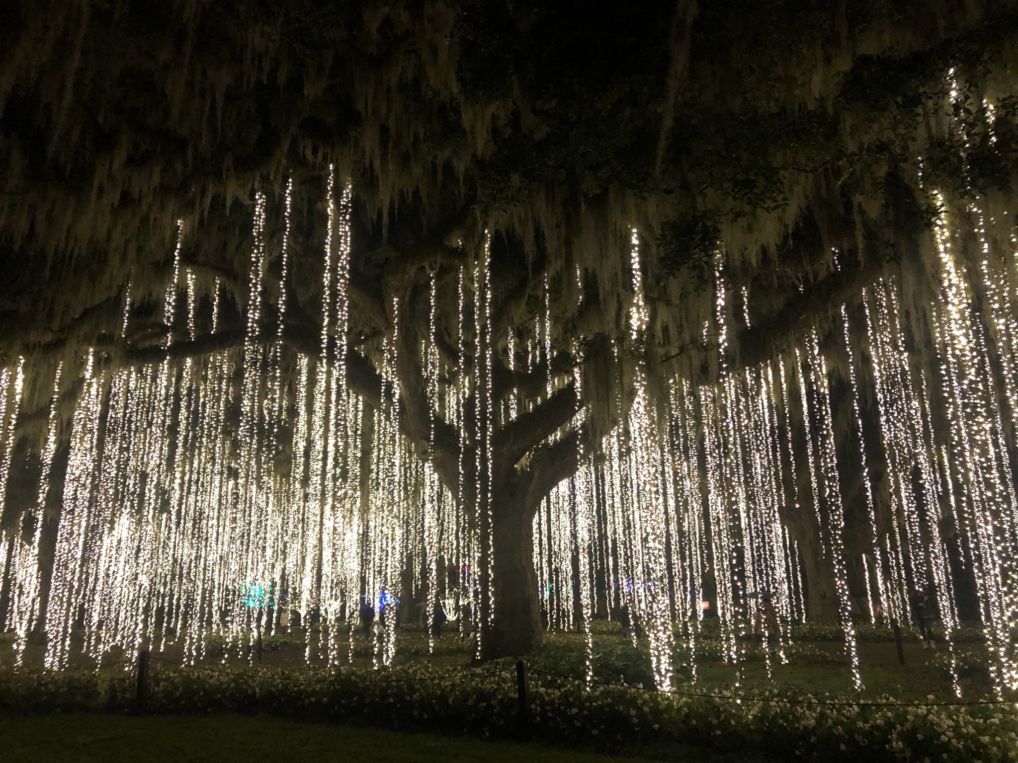 Nights of a Thousand Candles The Common