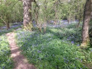 Image of bluebells blooming in a forest.