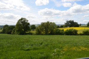 Image of trees growing in a field.